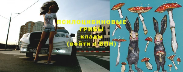 прущие грибы Гусиноозёрск